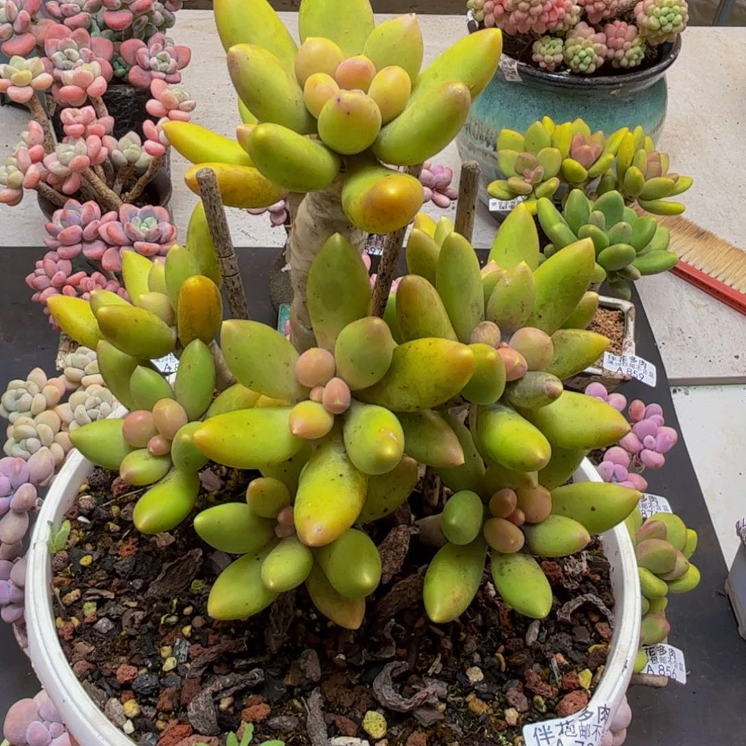 701芒果奶树老桩15cmdr