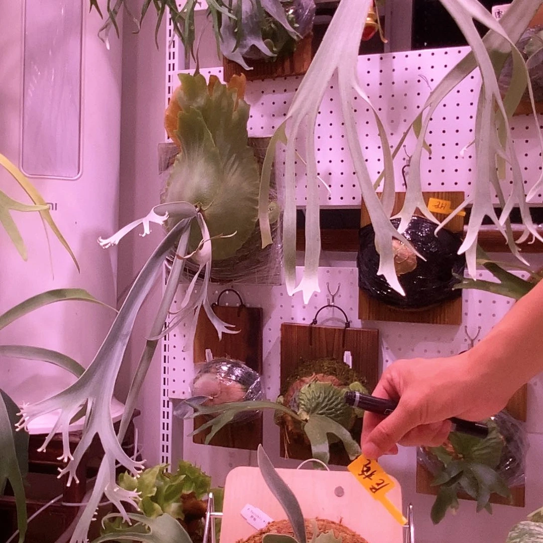 无花朵野银 6 板植