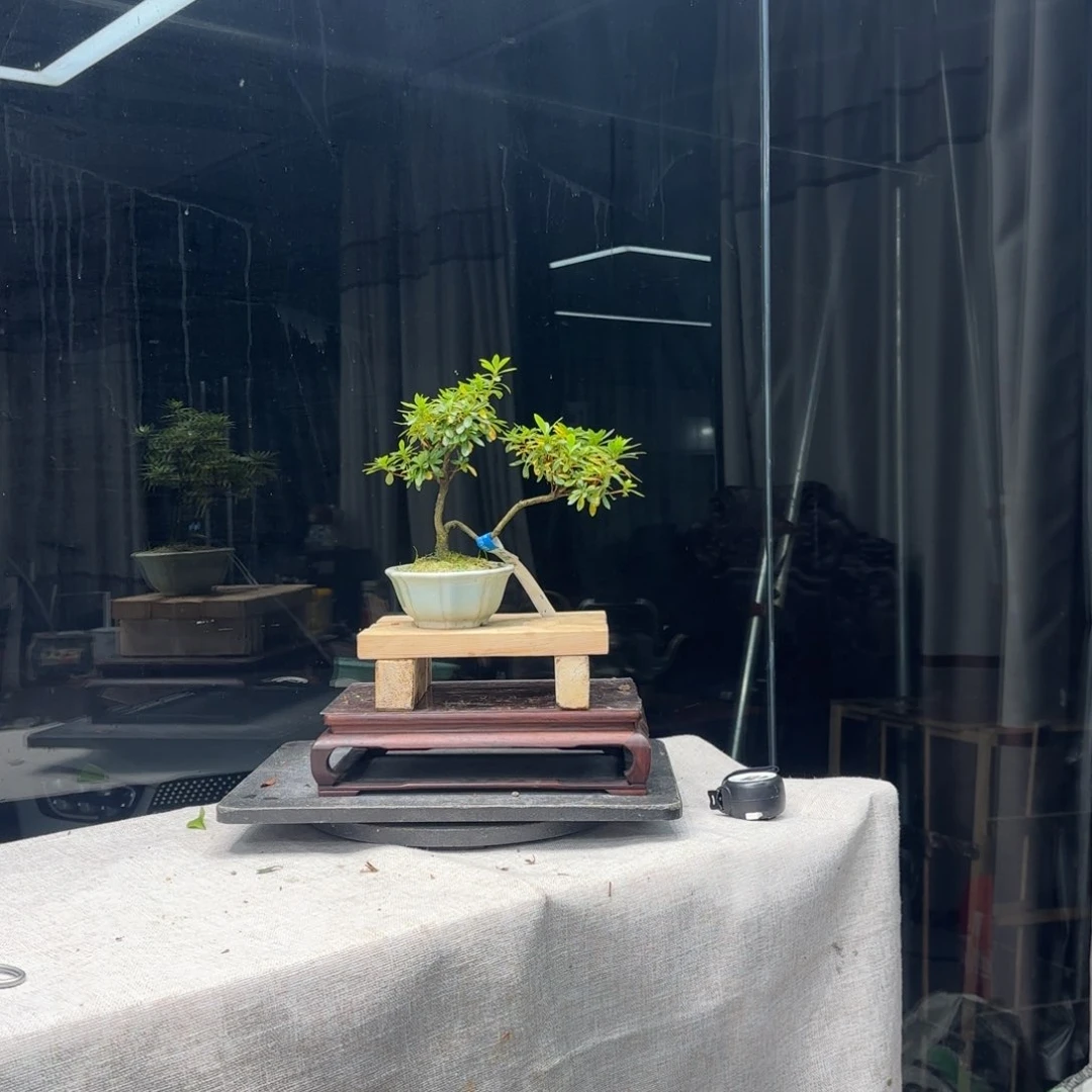 顺**为花卉苗木花卉苗木