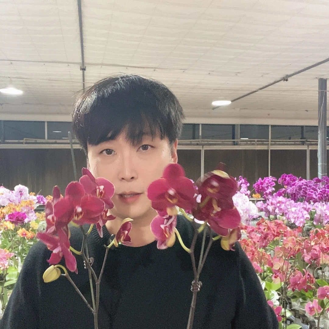 完全开放蝴蝶兰突尼斯