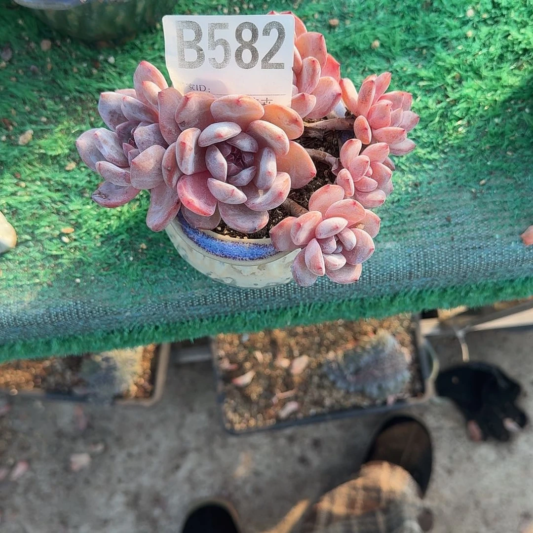 雅***贝橙子6头呀呀呀呀呀