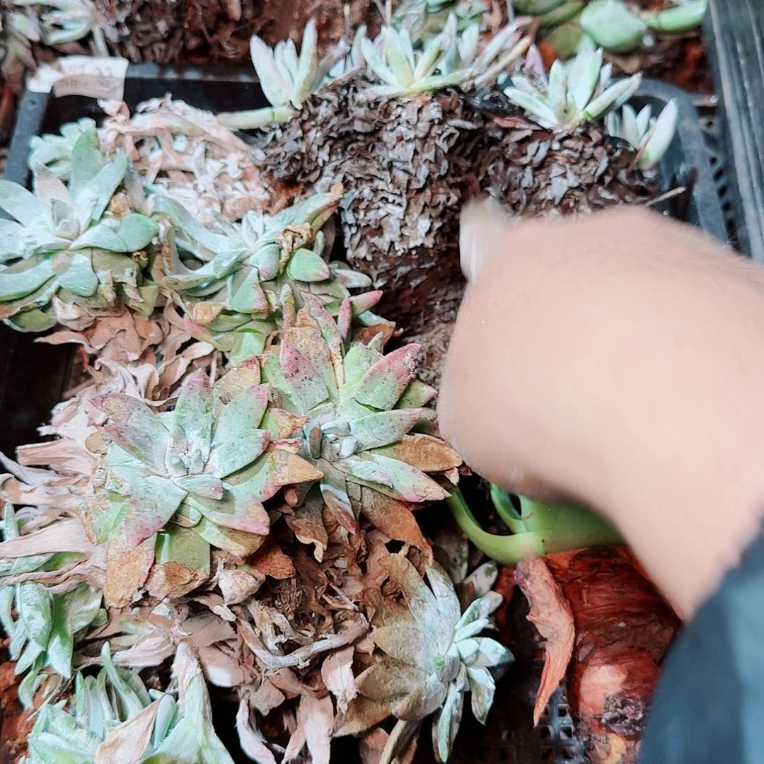 8405瑕疵框拍不售后