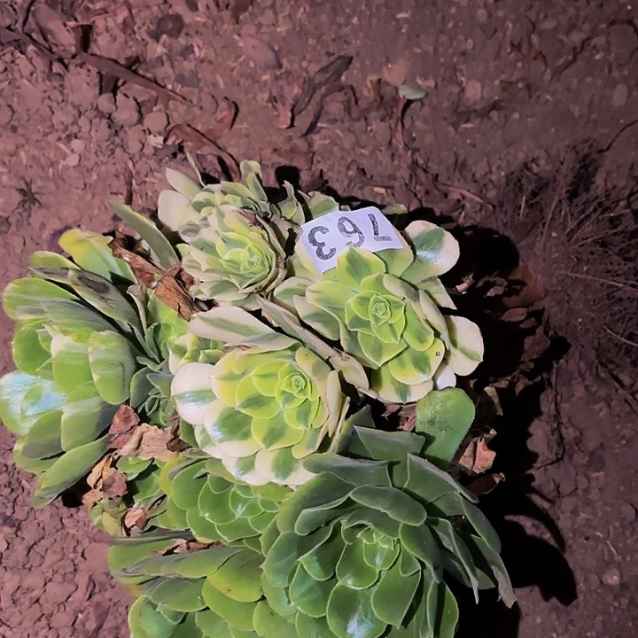 763七彩多肉植物不售后