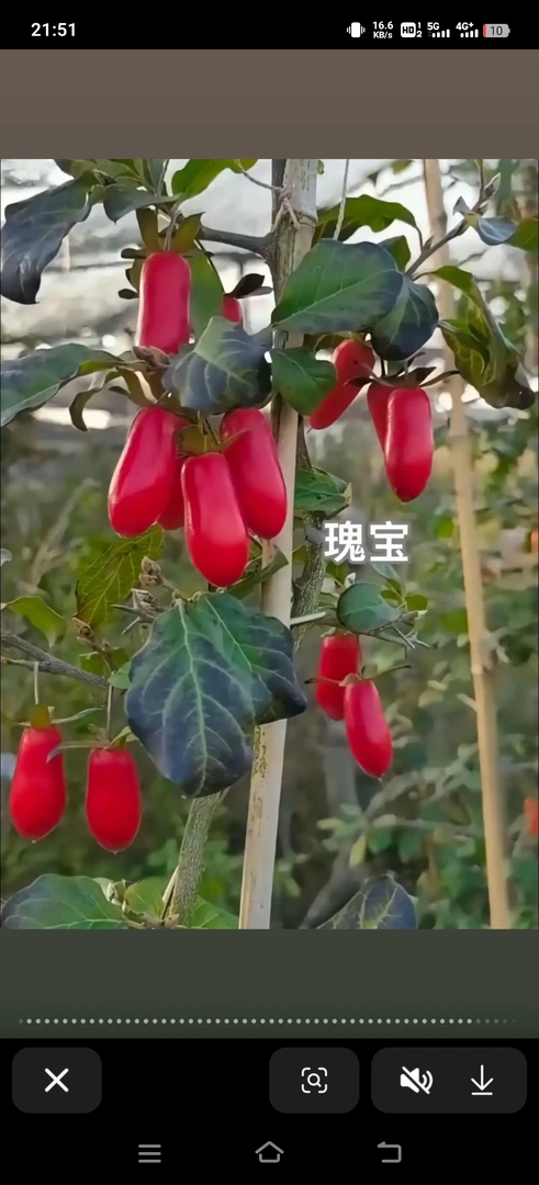 老鸦柿盆景素材、嫁接苗、根苗