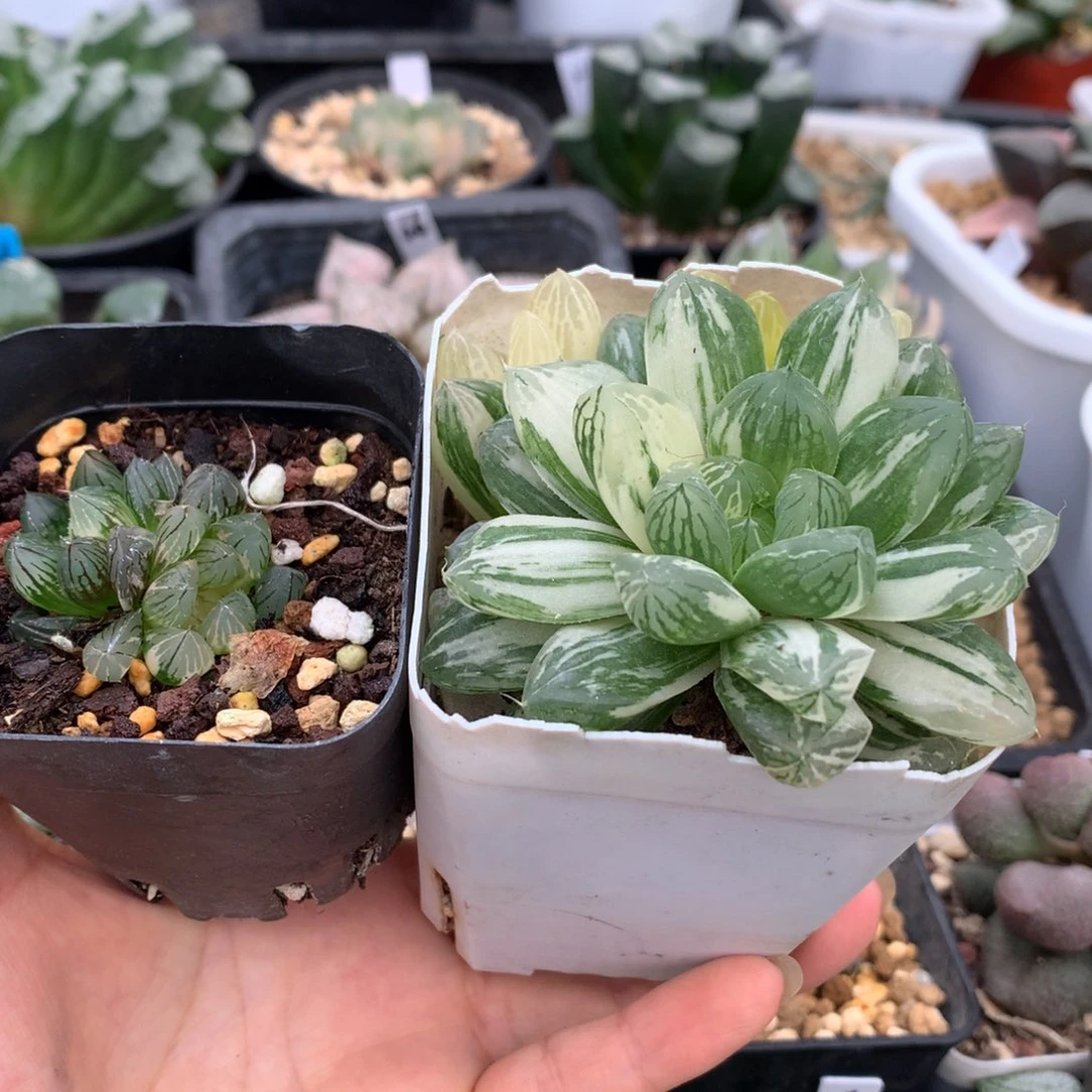 迷***糊苏州锦，霓虹灯玉露锦