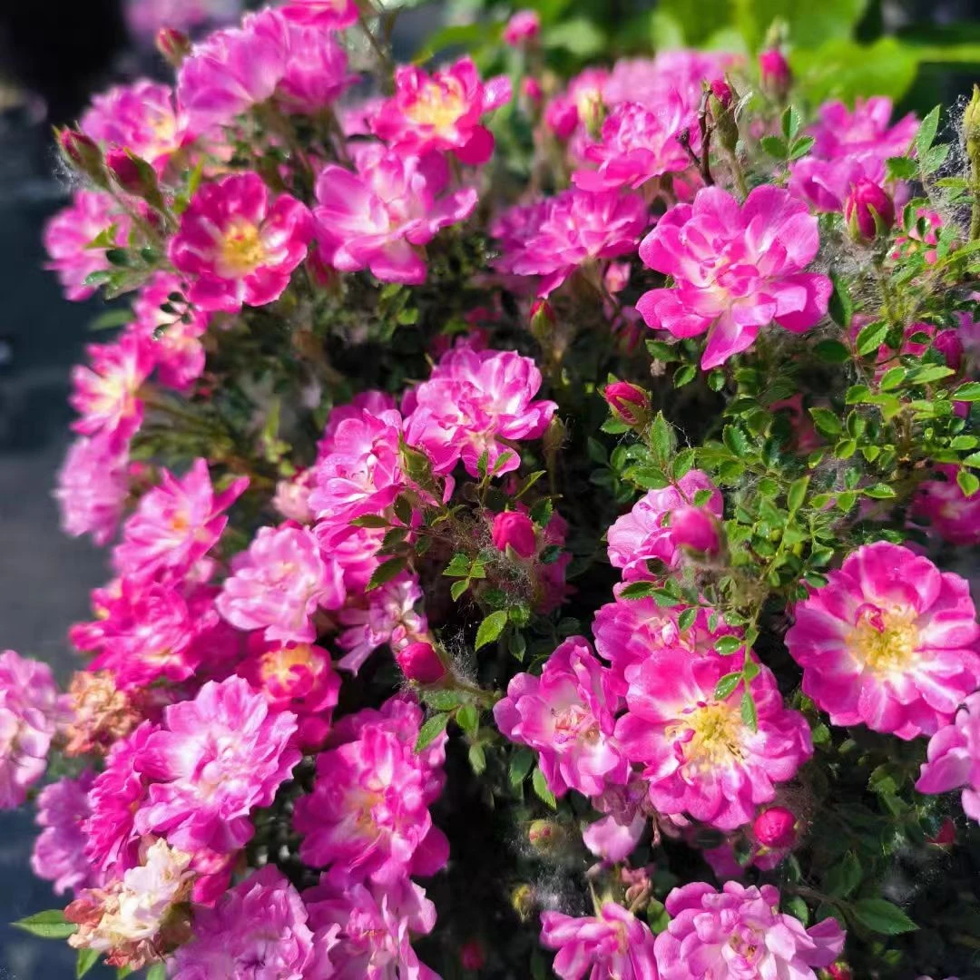 姬月季迷你带花苞蔷薇月季新品姬红贵月季月季花小提根盆景桑巴