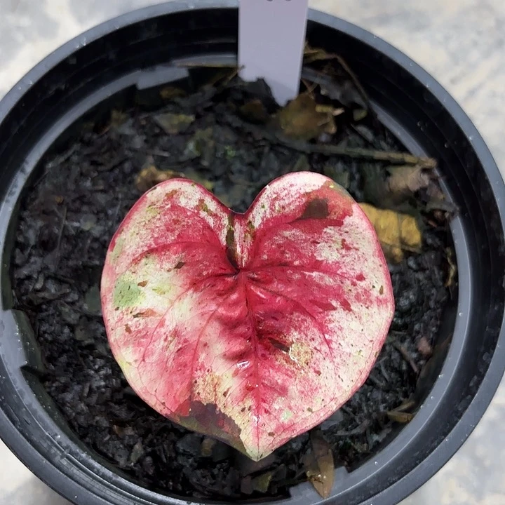 604-0618达摩广东现货