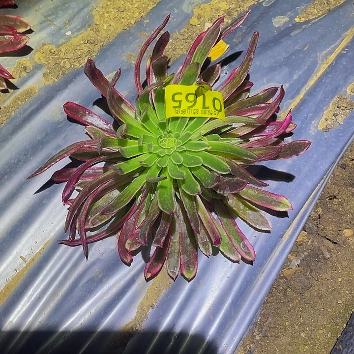 0165金丝菊多肉植物