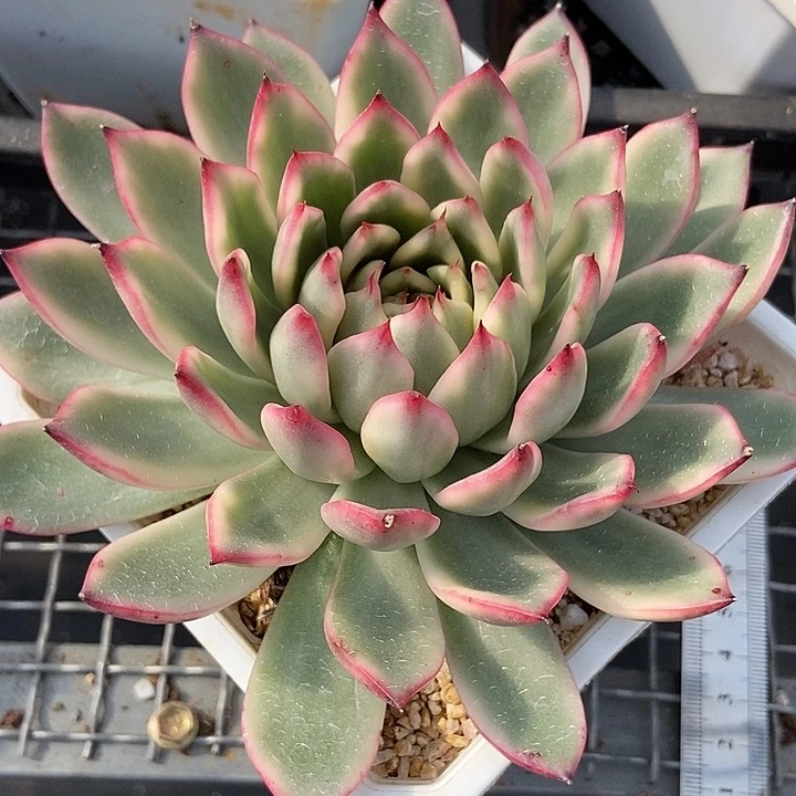 落雁锦多肉植物的