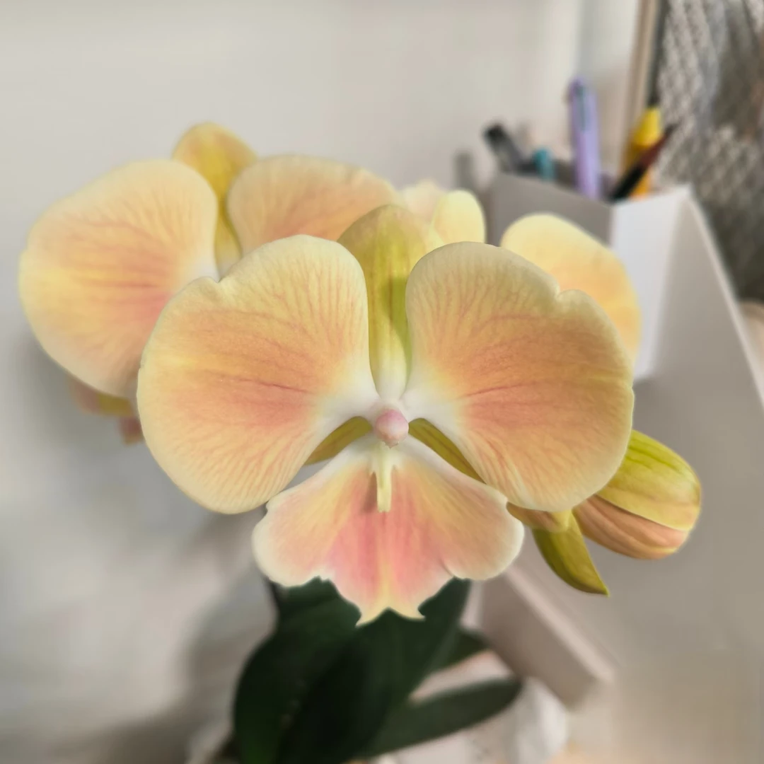 桑巴军团蝴蝶兰3.5寸杯（双花剑没开花）奶黄奶粉色大花型