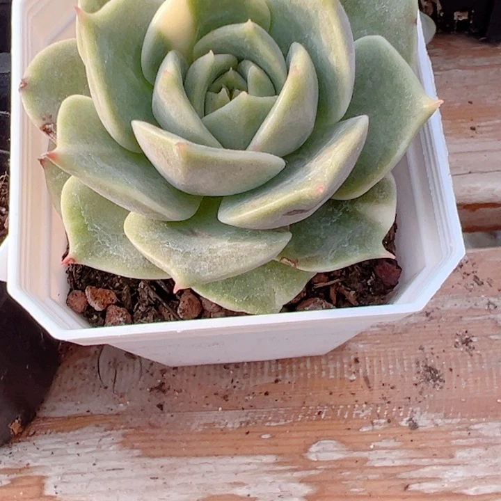 贝加尔湖锦多肉植物64