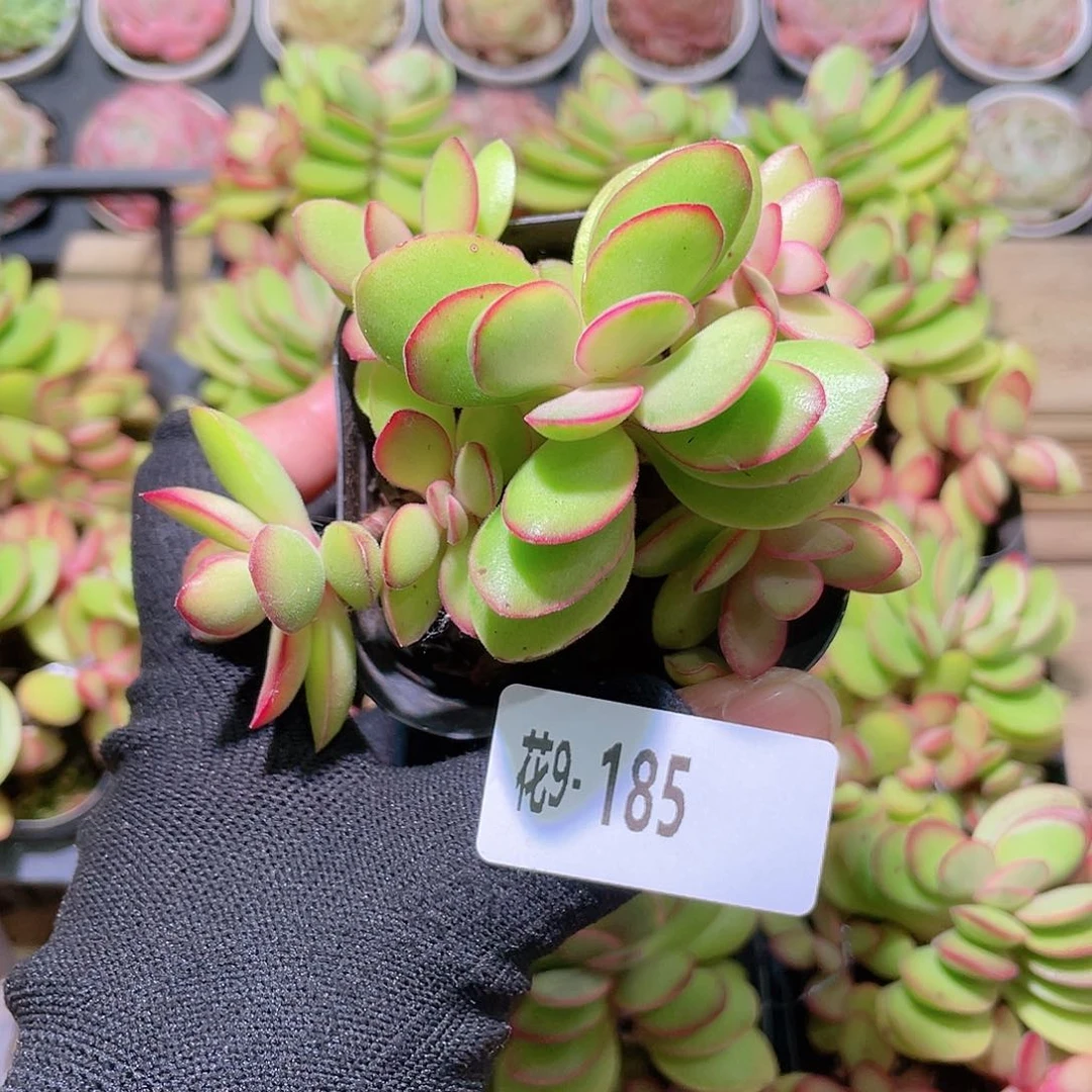 花利美9-185糖果锦