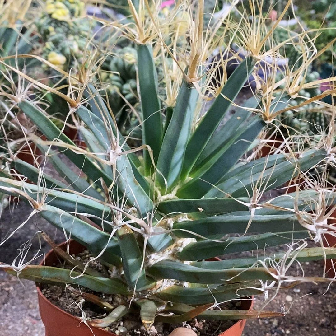花花草草花花草草
