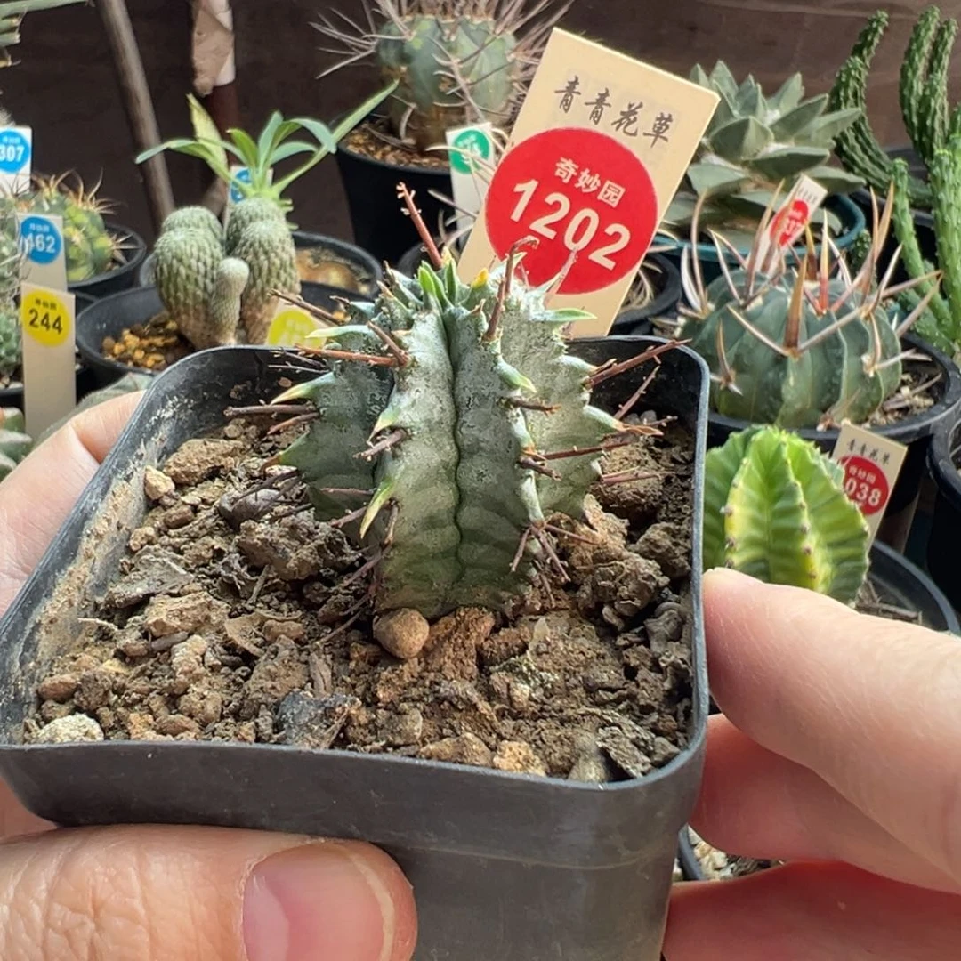 实生斑马强刺白衣魁伟玉