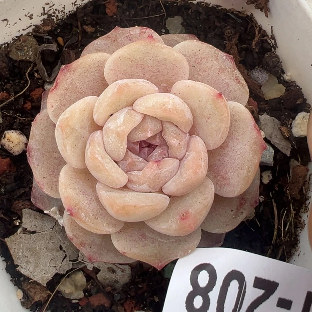 小卡拉米糖心一物一拍31-208