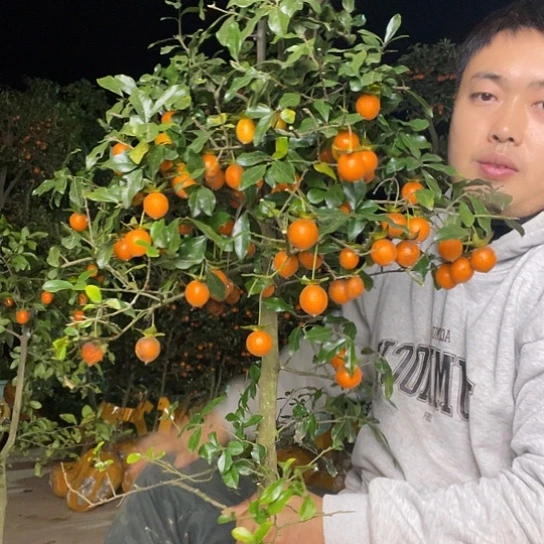 无花朵金弹子庭院原生品种