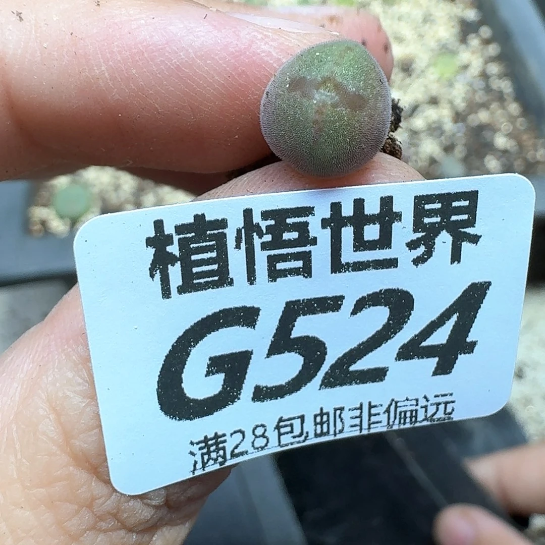 多肉植物的人生风格