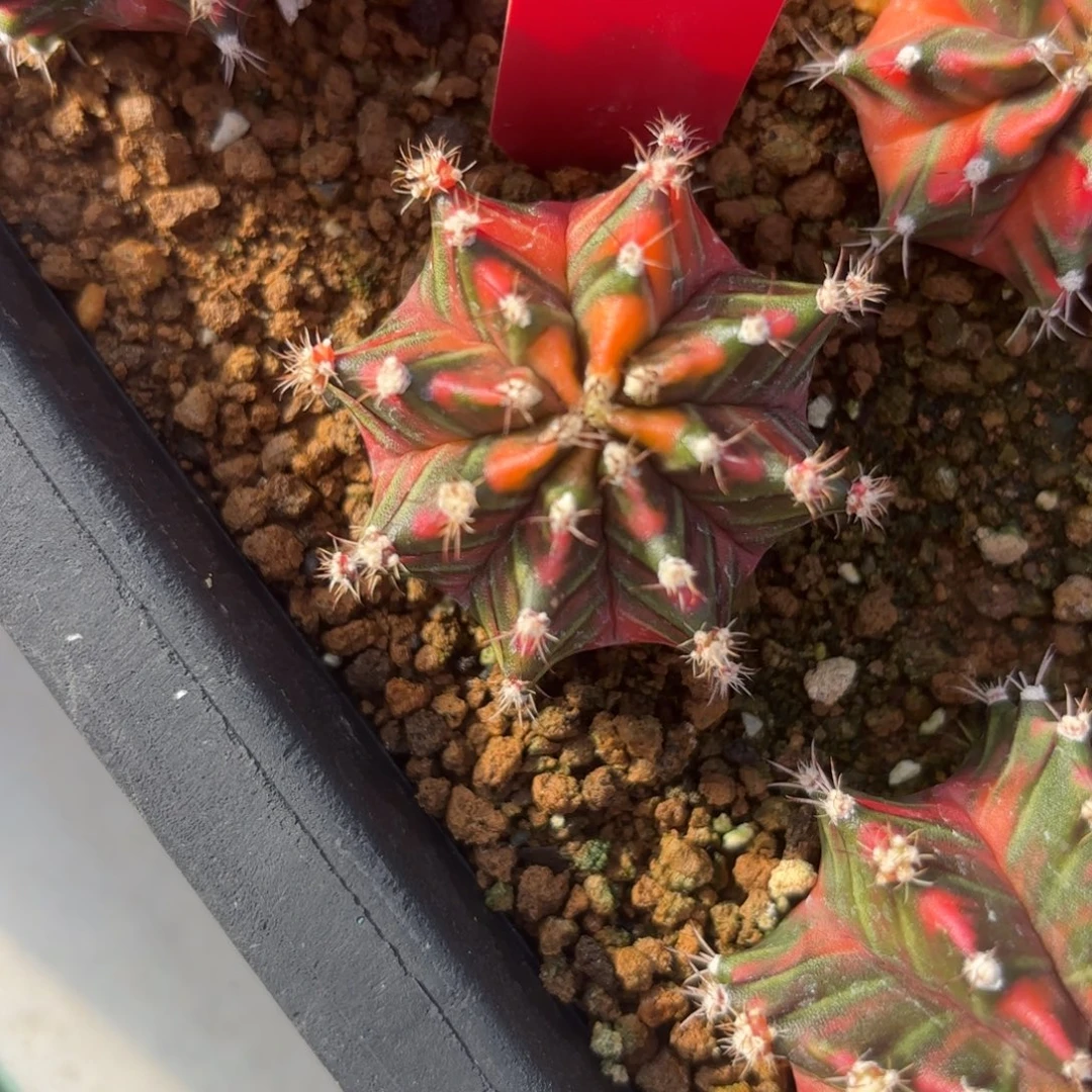 L505-0104泰国发货 芥末