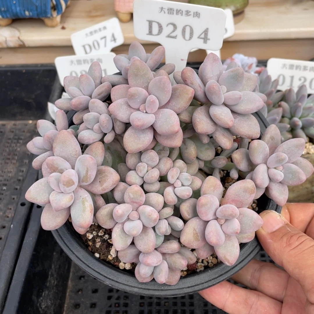 204蜜多丽不带盆16厘米