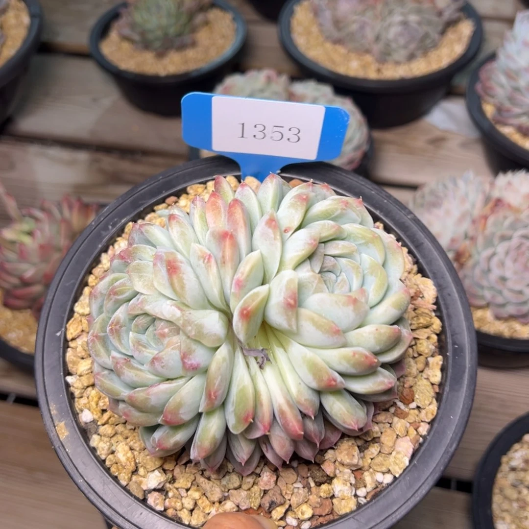 陌**开1353肉多么哟肉