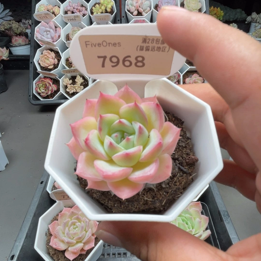 7968水晶玫瑰4.0厘米