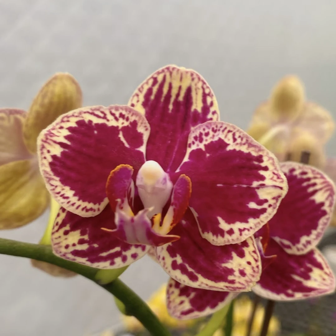 《新疆包邮》可乐蝴蝶兰（稀缺，多剑）复古高级感拉满室内观赏盆栽花、