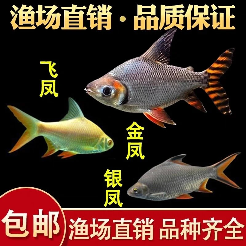 观赏鱼鲫鱼双线侧鱼金凤银凤鱼活体热带鱼龙鱼配鱼