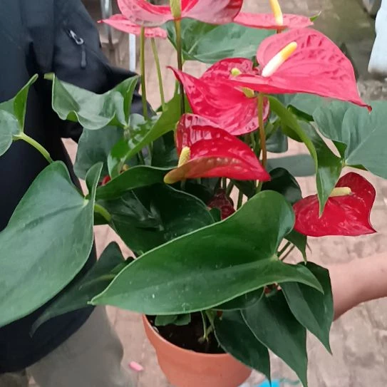首衡花卉博览园专拍