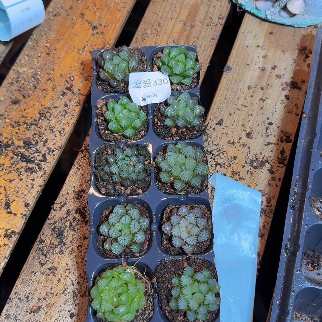 直播福利一物一拍330