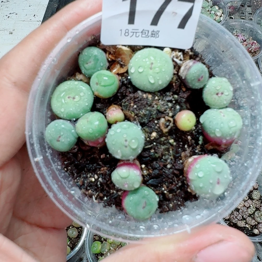 177多肉植物多肉植物