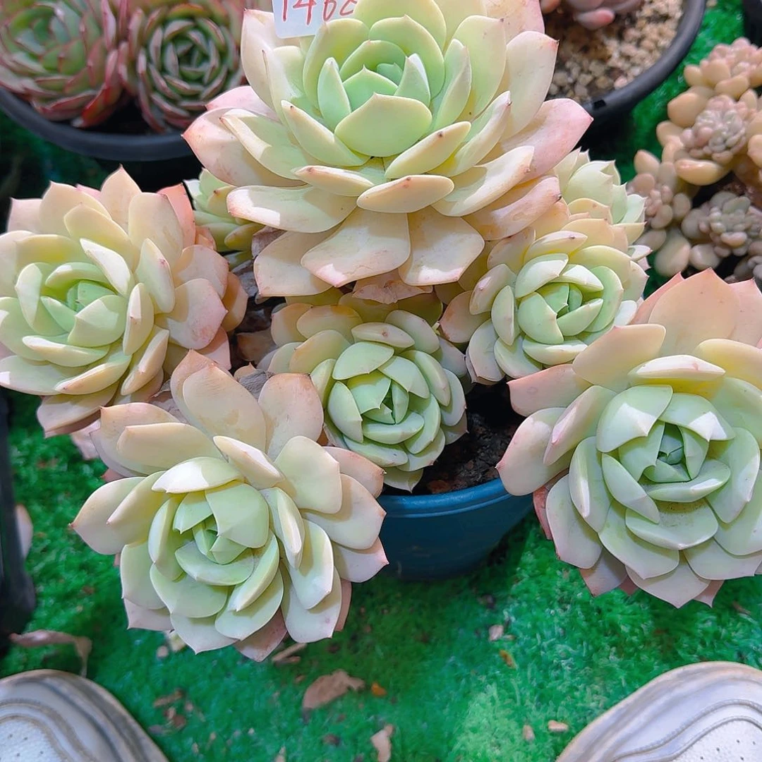 毛*1468恋曲多肉植物