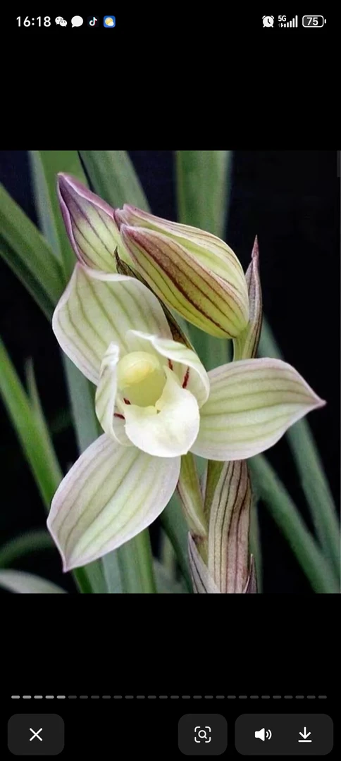 雲兰臻选莲瓣兰直播间专用10—50