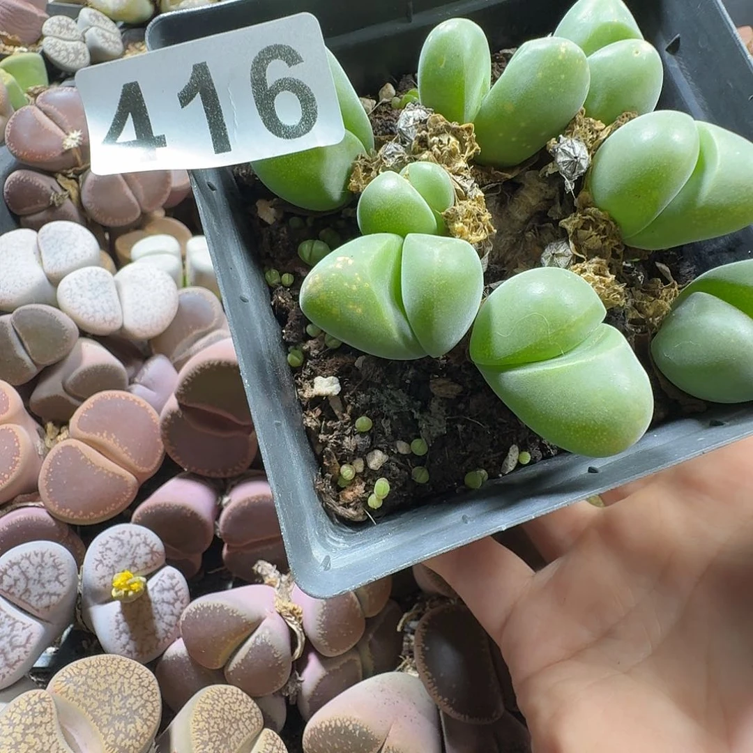 生石花一物一拍416