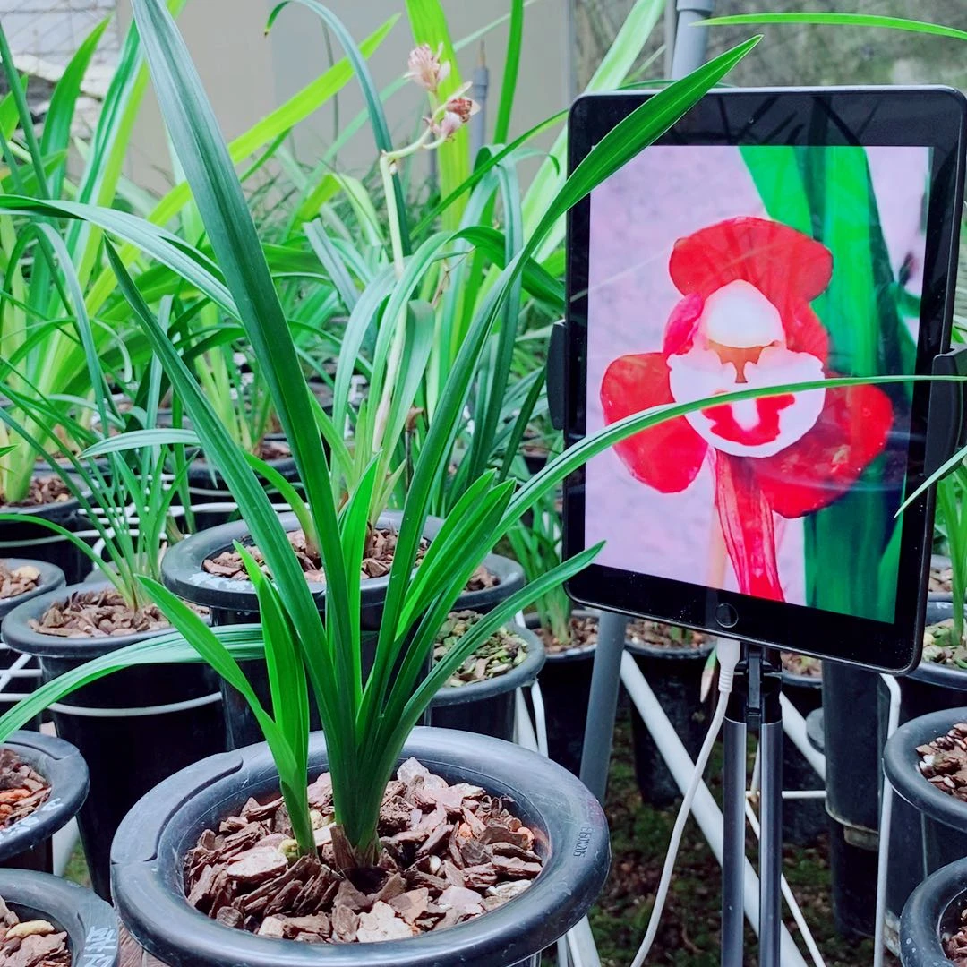 当前无花栽培后可以开花