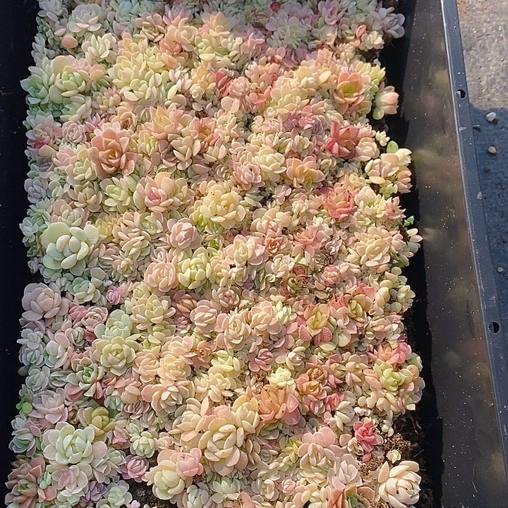 345 多肉植物盆栽花卉植物