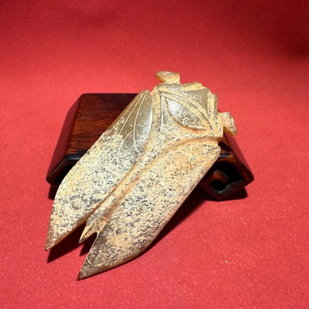 明早期阴线纹八刀蝉-HBG13324