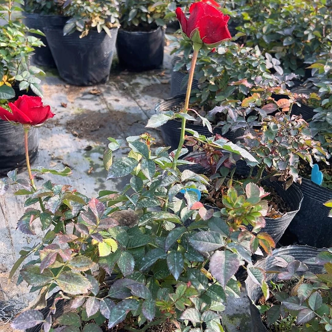 当前无花栽培后可以开花