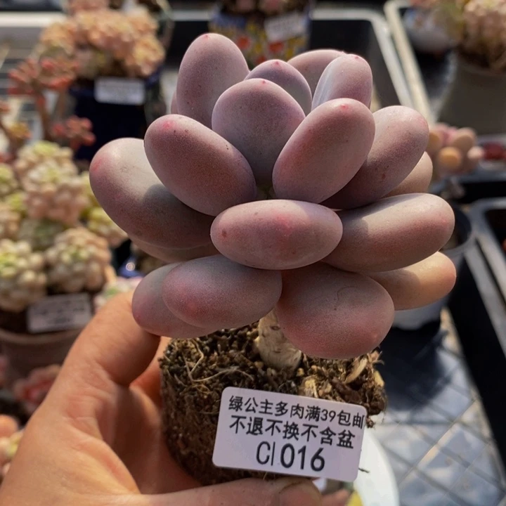 彩虹奶单头1016多肉植物