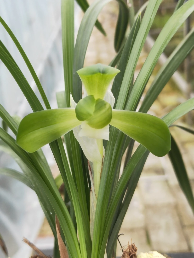 春兰荷型素花清香
