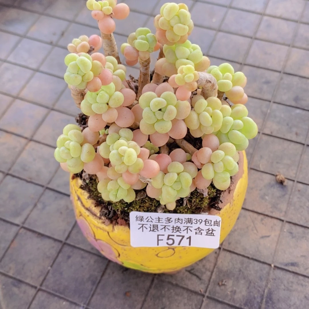 花朵鱼子酱老桩7cm571多肉植物