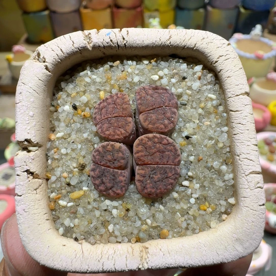 蘑菇1112紫折榴多肉植物