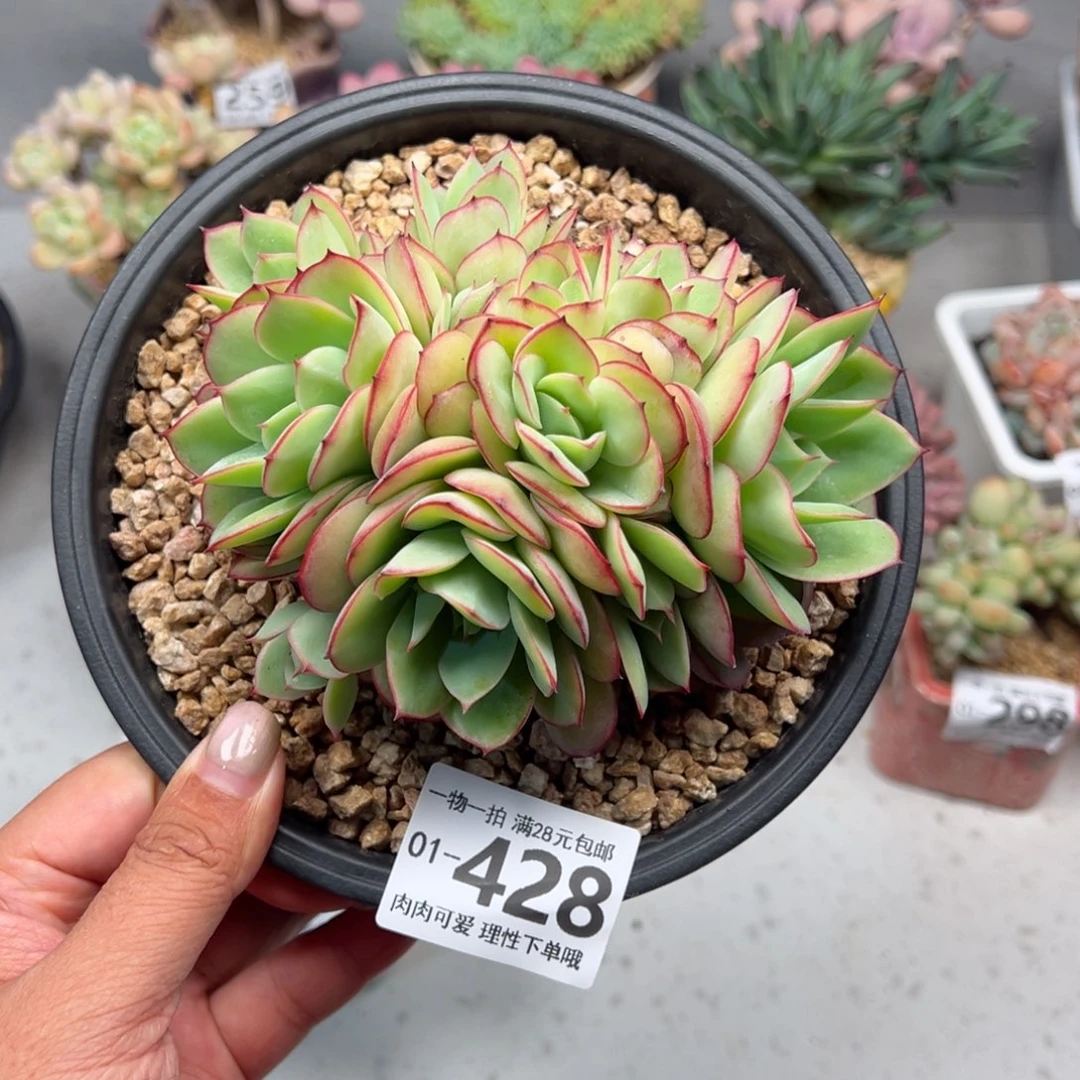 牡丹亭多肉多肉多肉多肉多肉