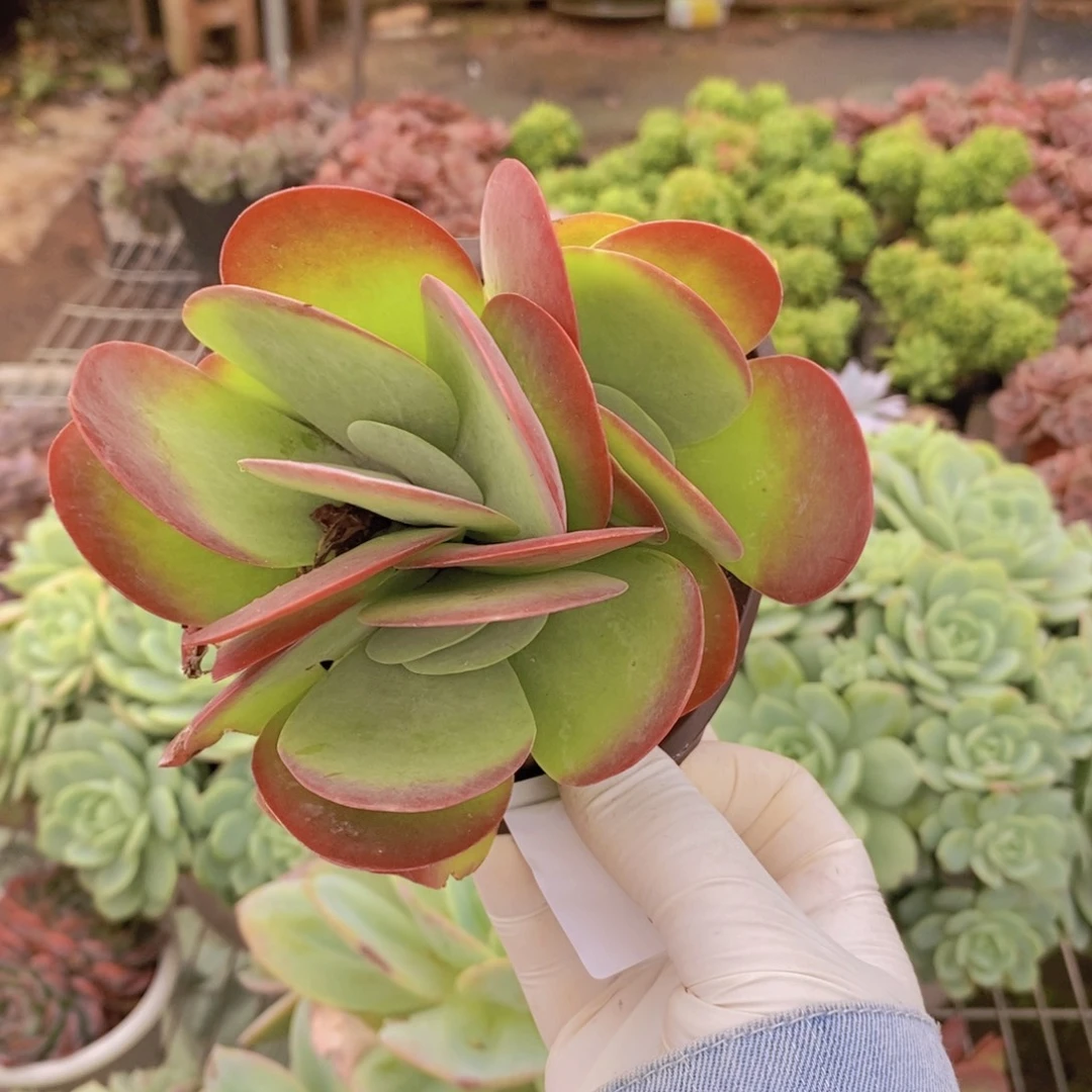 2165唐印群一物一拍