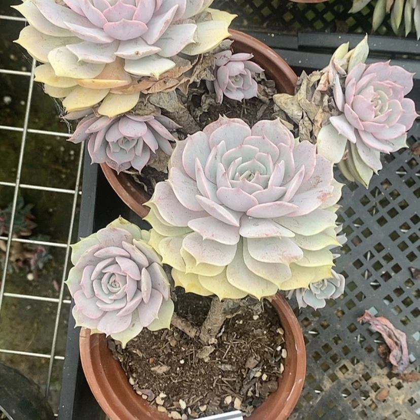 【闪购商品】粉蝶两颗2604