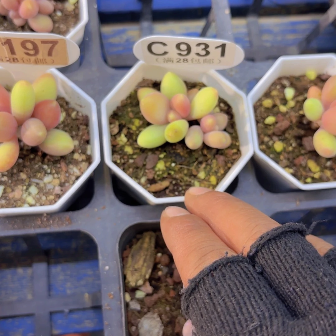 C931芒果奶一物一拍