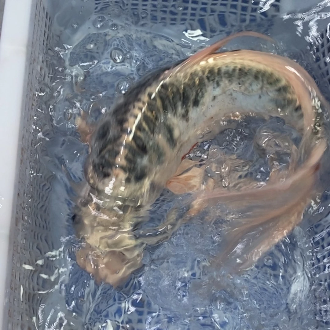 锦鲤冷水锦鲤包邮