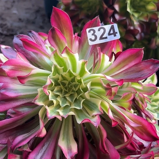 大*子多肉植物一个