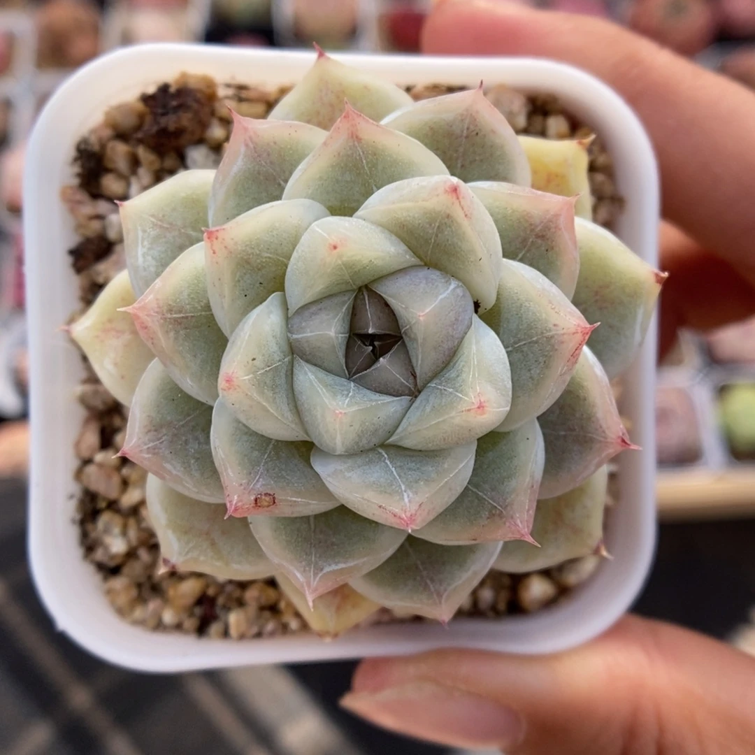 k***n糖心780号。