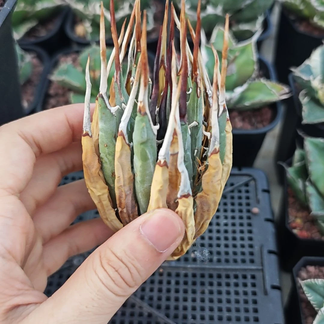 妖炎龙舌兰一物一拍