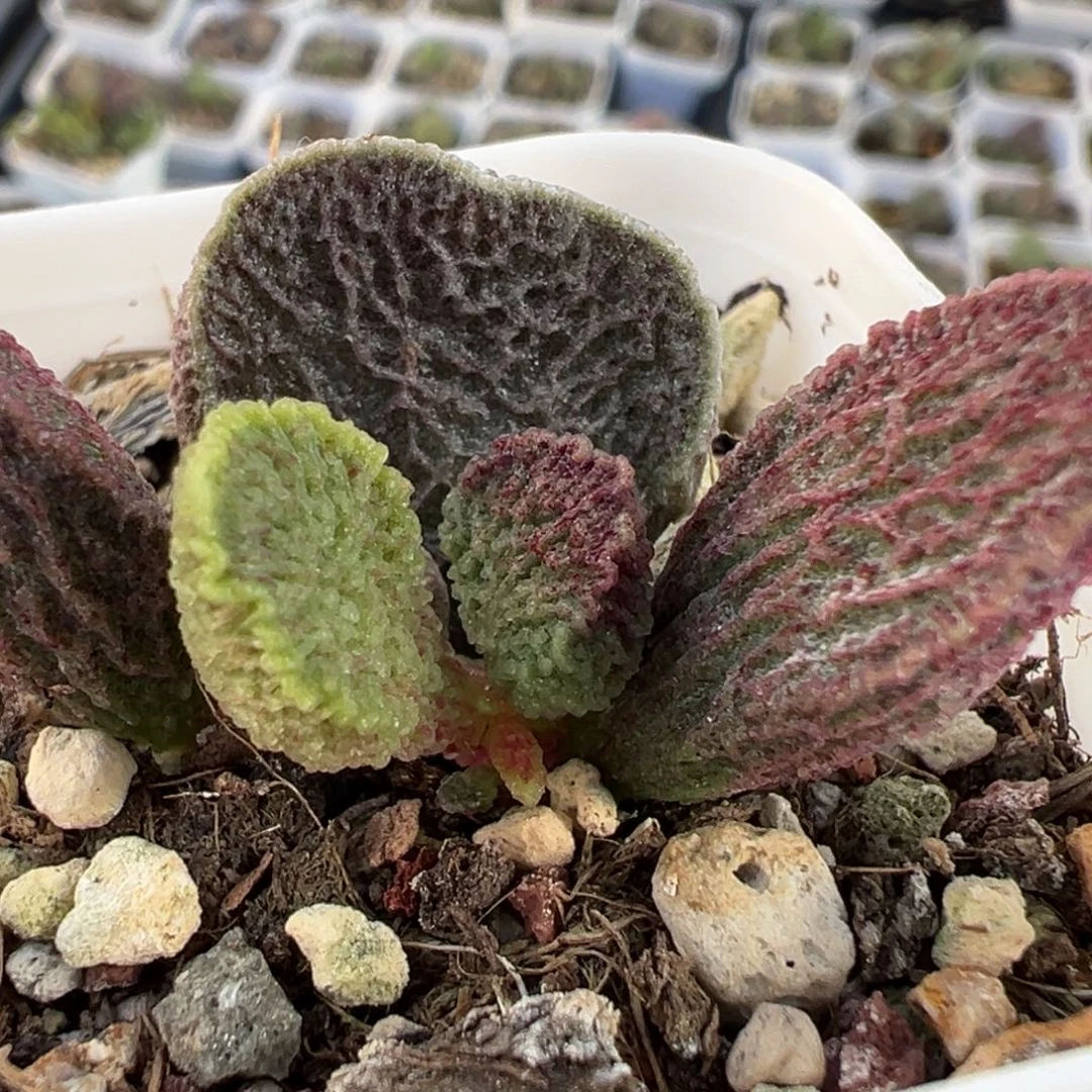 实生新品大苗多肉植物